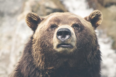 Reconocimiento facial animal: ¿funciona con perros, primates y ganado?