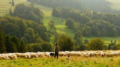 Shepherd: un sustrato de ejecución que potencia meta-agentes con trazas formalizadas