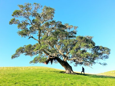 Asignación eficiente de recursos en RL agente con TRACE