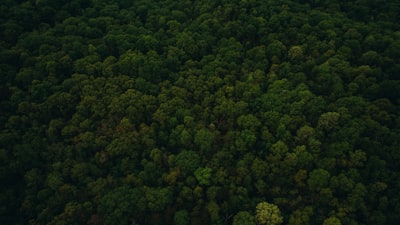VibrantForests: mapeo forestal anual y coherente con IA