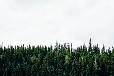 Errores comunes en la calibración analítica de Random Forest