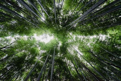¿Automatización de entrada de datos para objetivos ambientales?