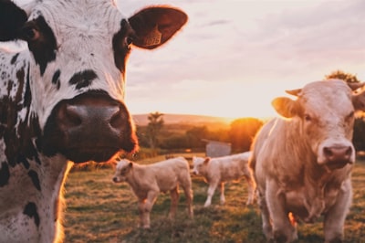 Factores lingüísticos que modifican el razonamiento de LLM sobre bienestar animal