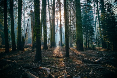FederatedRSF: Bosques Aleatorios de Supervivencia con Datos Médicos Parcialmente Superpuestos