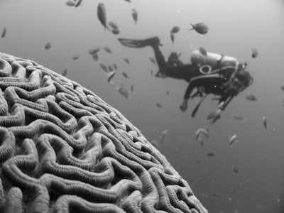 Adaptación de profundidad cognitiva para agentes LLM