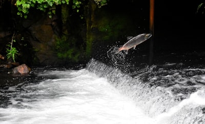 Salmon at the Loop