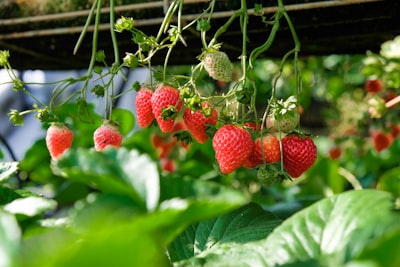 Uso de datos retrocedidos de sensores IoT en agricultura