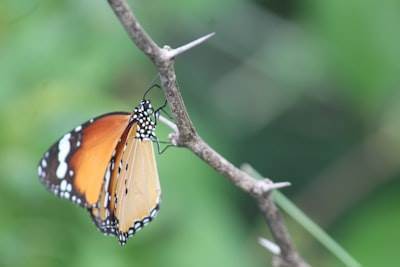 Aprovechando la biodiversidad con entrenamiento distribuido