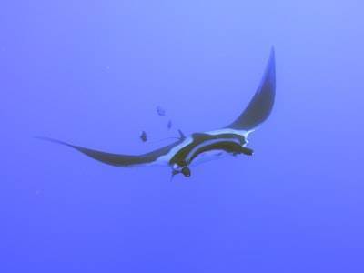 La nueva era del aprendizaje automático: El crecimiento del dragón recién nacido