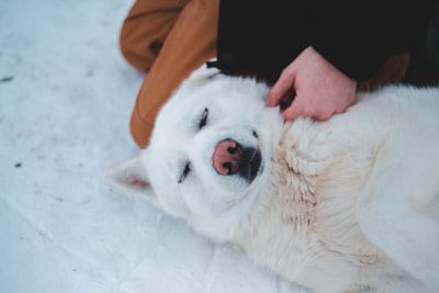 ¡Karma instantáneo en medio de la nieve!