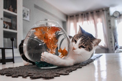 Un día aburrido de IA: peces cuánticos y gatos viendo secar pintura