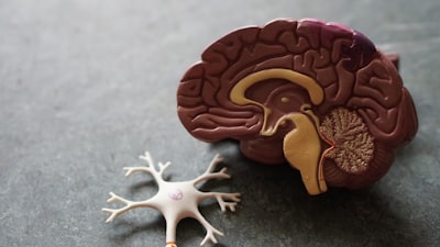 Aprendizaje Continuo mediante Reorganización de Vías Neuronales en Redes de Picos