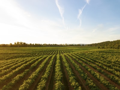 IA y biología: la nueva frontera de inversión agroalimentaria