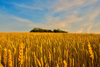 Base de datos agrícola para agricultores