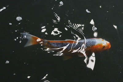 Salmon in the Loop