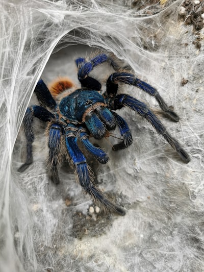 Cómo combinar la sudadera azul araña en looks urbanos