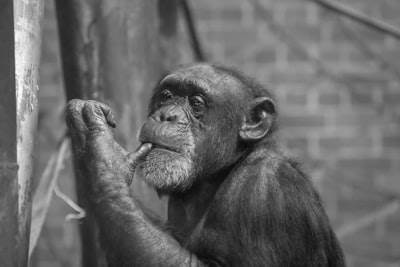Alternativa escalable: Estrategias de evolución