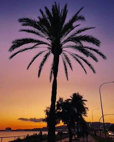 Mejores agencias de aplicaciones móviles en Palma
