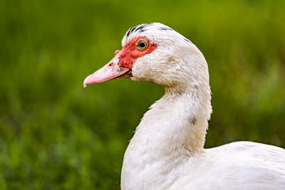 Cómo mantenemos goose con goose