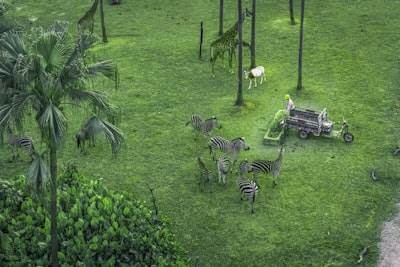 Cómo los desarrolladores de juegos crean un comportamiento animal creíble
