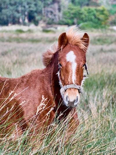 Mejores empresas de IA telefónica en Lugo