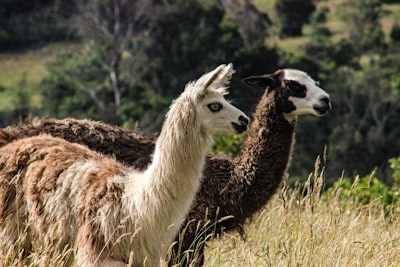 Comparativa entre Mistral 3 y Llama 3.1