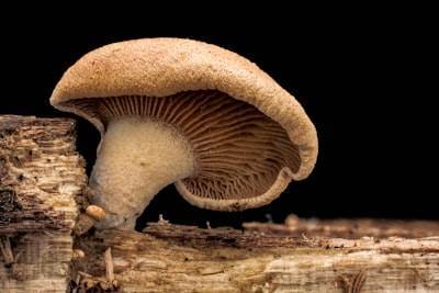 Descubren nuevo hongo alucinógeno como de cuento de hadas