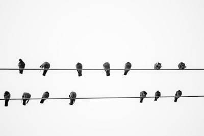 Aspectos a considerar al elegir un socio de bots de redes sociales