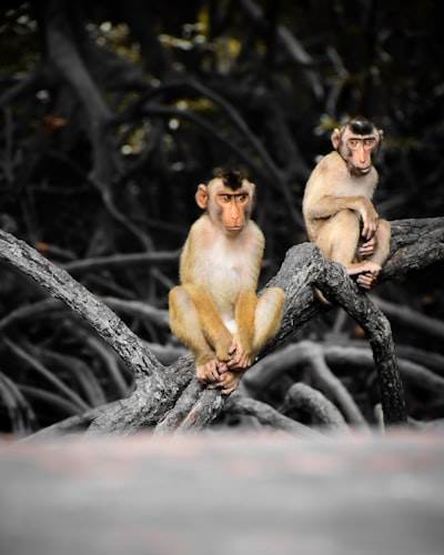 Desde MonkeysLegion hasta el CMS del futuro