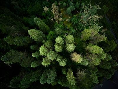 Nuevo estudio: Bosques aleatorios detectan el 80% de vulnerabilidades antes de fusión.