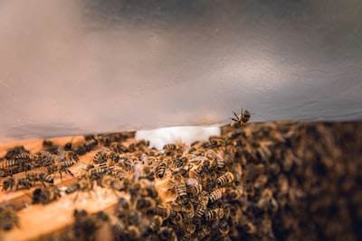How to Use the Seedgream 4.5 API