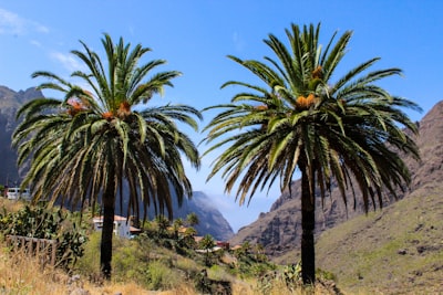 Mejores 3 empresas para aplicaciones en Santa Cruz de Tenerife