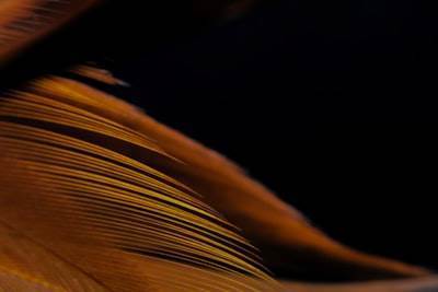 Grokipedia: La Enciclopedia de Elon Musk con IA en 2025