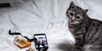 Cómo los videos de canto de mascotas en IA están dominando las redes sociales