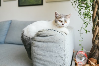 Gato British Fold en venta - Adorable, leal y perfecto para familias