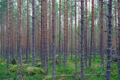 Bosques Aleatorios Federados para Datos Heterogéneos