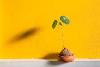 Qué buscar en un proveedor de desarrollo con inteligencia artificial