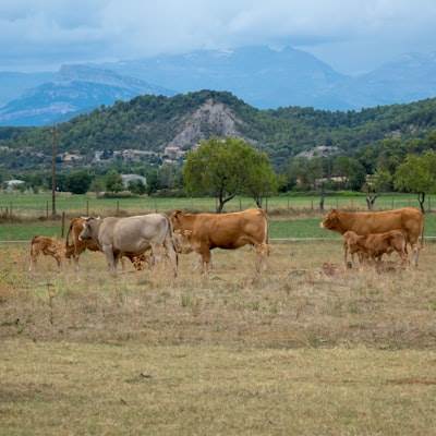 SEO Bots en Huesca