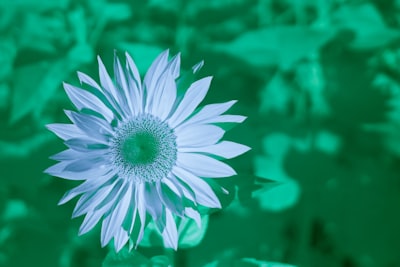 Implementing with the Flower Framework