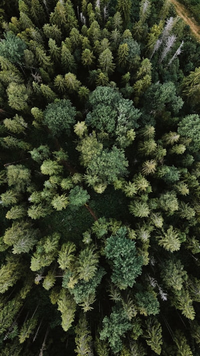 Cómo las divisiones oblicuas mejoran los bosques aleatorios