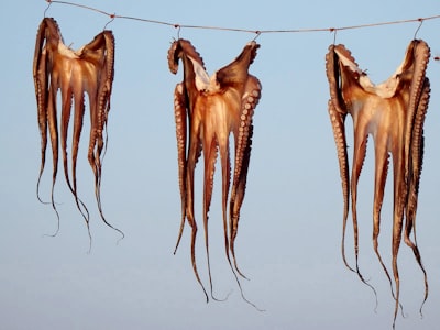 Blog del viernes: Calamar de aletas grandes