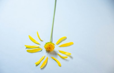 Puntos destacados de SDUs DAISY para la cultura danesa