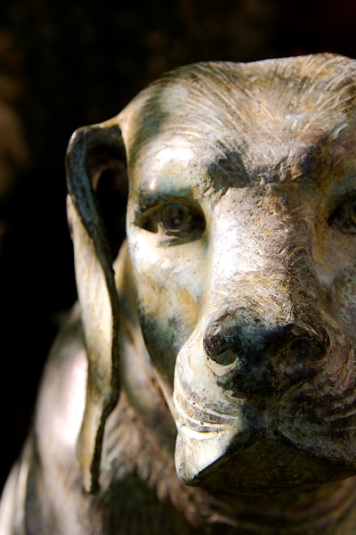 Los humanos convivían con perros hace 16,000 años, según el ADN.