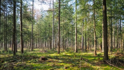 Transferencia de conocimiento en bosques causales
