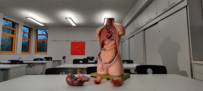 El equilibrio entre rendimiento y generalización en modelos biológicos