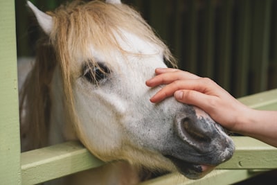 Feeble Little Horse explora la rareza digital en bitknot