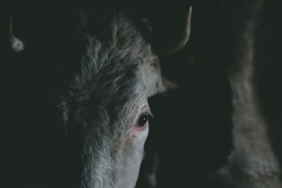 ¡Llegó Foal 5.2!