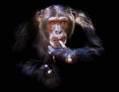 Agentes inteligentes de información: Agente de hechos sobre animales con Mastra A2A y Telex.im