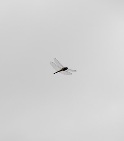 La vulnerabilidad de Wing FTP detectada por CISA está siendo activamente explotada
