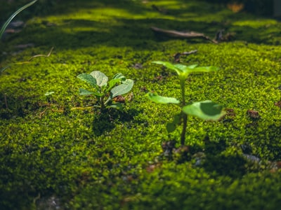 ¿Cómo la programación personalizada apoya los objetivos ambientales?